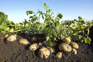 种植土豆要高产？实行这三点，一颗收果十几个